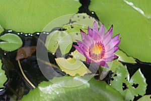 Lotus flower blooming on green leaves and water surface closeup.