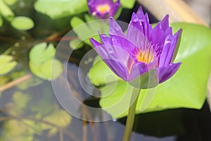 Lotus flower blooming on green leaves and water surface closeup.