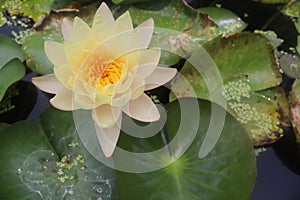 Lotus flower blooming on green leaves and water surface closeup.