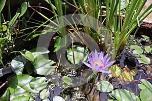 Lotus flower blooming on green leaves and water surface closeup.