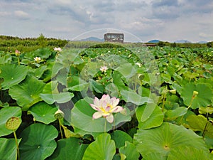 Lotus flower blooming in Junam Reservoir in Changwon ,gyeongnam, South Korea, Asia