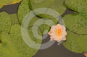 Lotus flower blooming in lilypad pond