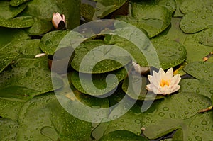 Lotus flower blooming in lilypad pond