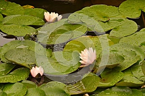 Lotus flower blooming in lilypad pond