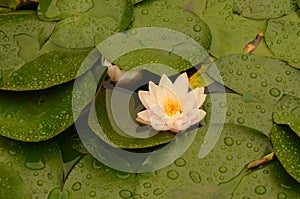 Lotus flower blooming in lilypad pond