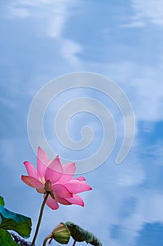 Lotus flower blooming in summer with a pond reflecting the sky in the background