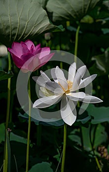 Lotus flower blooming in Taoranting, Beijing