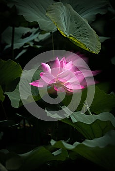 Lotus flower blooming in Taoranting, Beijing