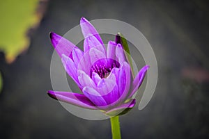 Lotus flower blooming Thailand in park