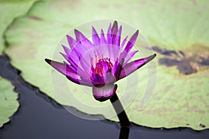 Lotus flower blooming Thailand in park