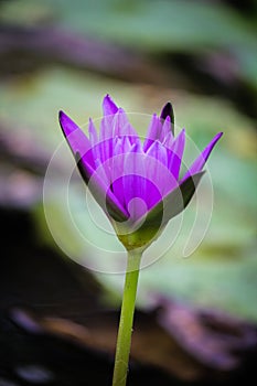 Lotus flower blooming Thailand in park