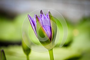 Lotus flower blooming Thailand in park