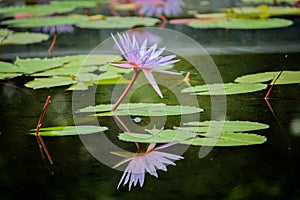 Lotus flower blooming Thailand in park