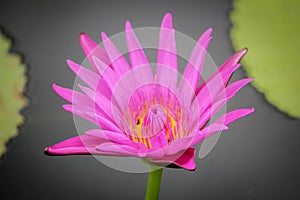 Lotus flower blooming Thailand in park