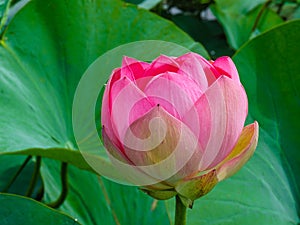 Lotus flower blooming under the sun. Lotus in Buddhism is a symbol of purity