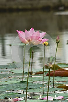 Lotus flower blooms