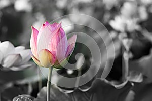 Lotus flower blossom