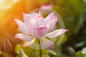 Lotus flower blossom