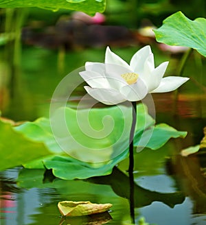 Lotus flower blossom