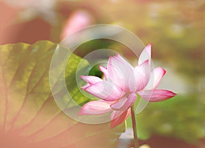 Lotus flower blossom