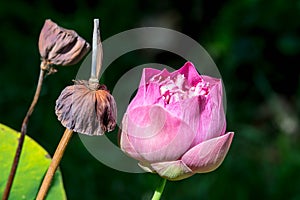 lotus flower blossom and dried
