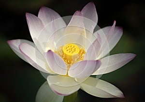 Lotus flower blossom in white and yellow