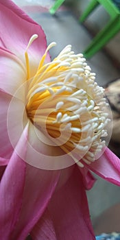 A lotus flower with blossoming husbands. photo