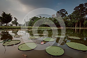 Lotus flower bogor botanical garden