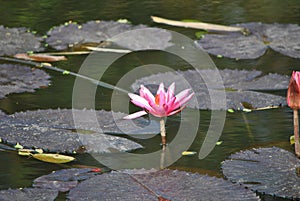 Lotus Flower, botanical garden, Kolkata