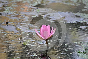 Lotus Flower, botanical garden, Kolkata