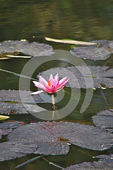 Lotus Flower, botanical garden, Kolkata