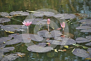 Lotus Flower, botanical garden, Kolkata