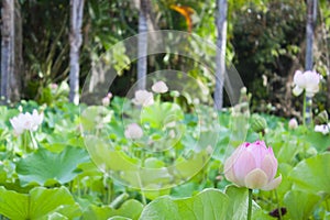 Lotus flower in Botanical Gardens of Mauritius