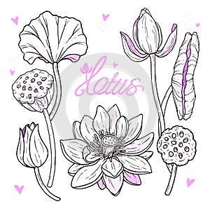 Lotus flower botanical vector drawing is isolated on a white background. Set decorative element for design. Set of plants