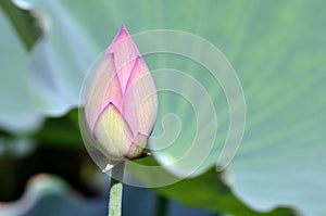 Lotus flower bud photo