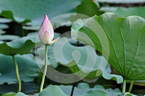 Lotus flower bud photo