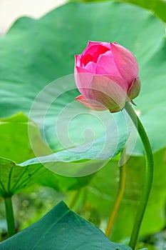 Lotus flower bud