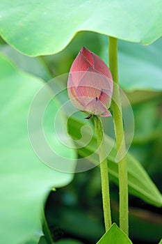 Lotus flower bud