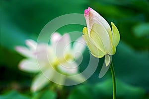 Lotus flower bud