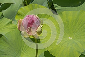 A Lotus Flower Bud