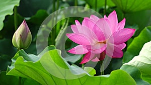 Lotus flower with bud