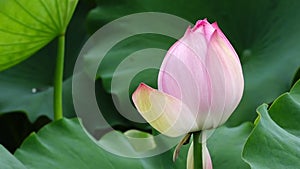 Lotus flower bud