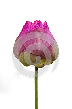 Lotus flower bud