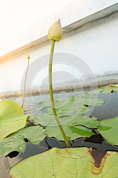 Lotus flower bud