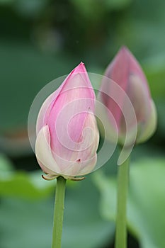 Lotus flower bud