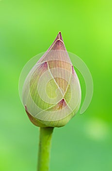 Lotus flower bud