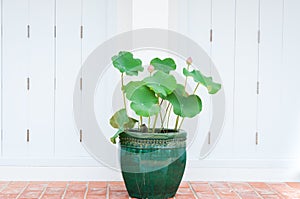 Lotus flower bud and green leaves growing in a flower pot