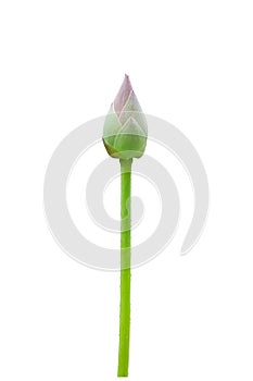 Lotus flower bud isolated on white background. Clipping paths i