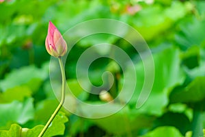 Lotus flower bud, Japan