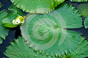 Lotus flower bud and lily pad